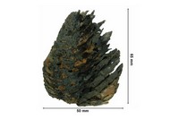 Pinus sp